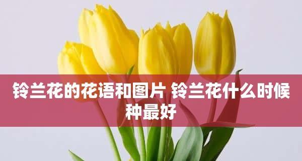 表示拒绝的花花语是什么？如何用花表达拒绝？