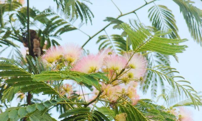 表示相思的花花语是什么意思？相思的花有哪些特点？