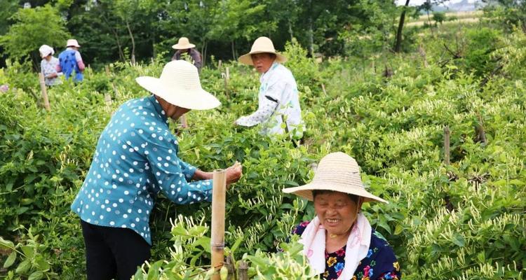 表示邪恶的花花语是什么？邪恶的花有哪些含义？