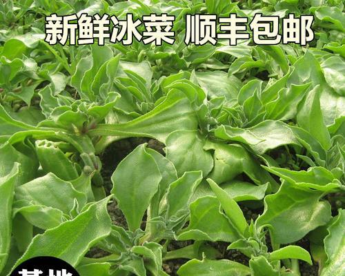 冰菜能生吃吗？食用冰菜的正确方法是什么？