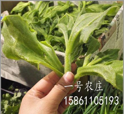 冰菜最佳种植时间是什么时候？如何确保高产？