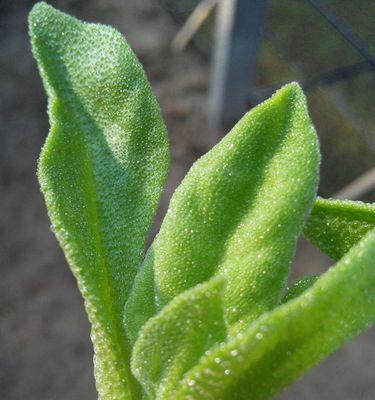 冰菜在哪个季节最适宜种植？如何正确选择种植时间？