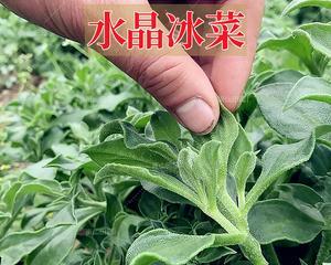 夏天种植冰菜需要注意什么？冰菜的夏季种植技巧有哪些？