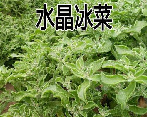 冰草适合在哪个季节种植？种植冰草的最佳时间是什么时候？