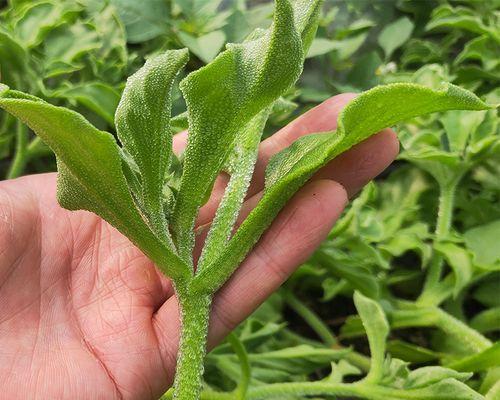 冰草种子的最佳种植时间是什么时候？种植后如何管理？