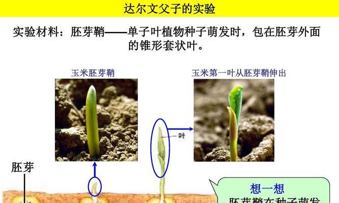 冰草种子种植方法是什么？需要注意哪些常见问题？