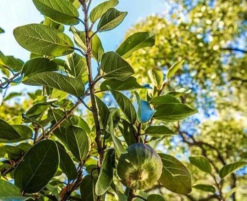 冰粉是用什么植物做的？制作冰粉的原料有哪些？