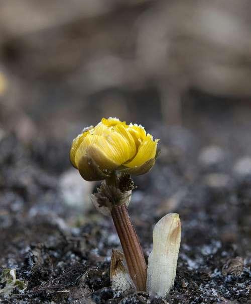 冰凌花通常生长在哪里？如何识别其生长环境？