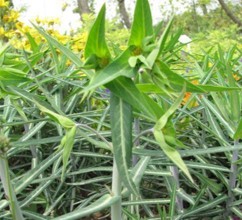 冰子是什么植物？它有哪些独特属性和用途？