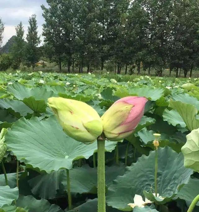 并蒂莲种植的最佳时间和步骤是什么？