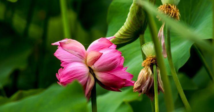 并蹄莲花养护方法有哪些？如何确保并蹄莲花健康生长？