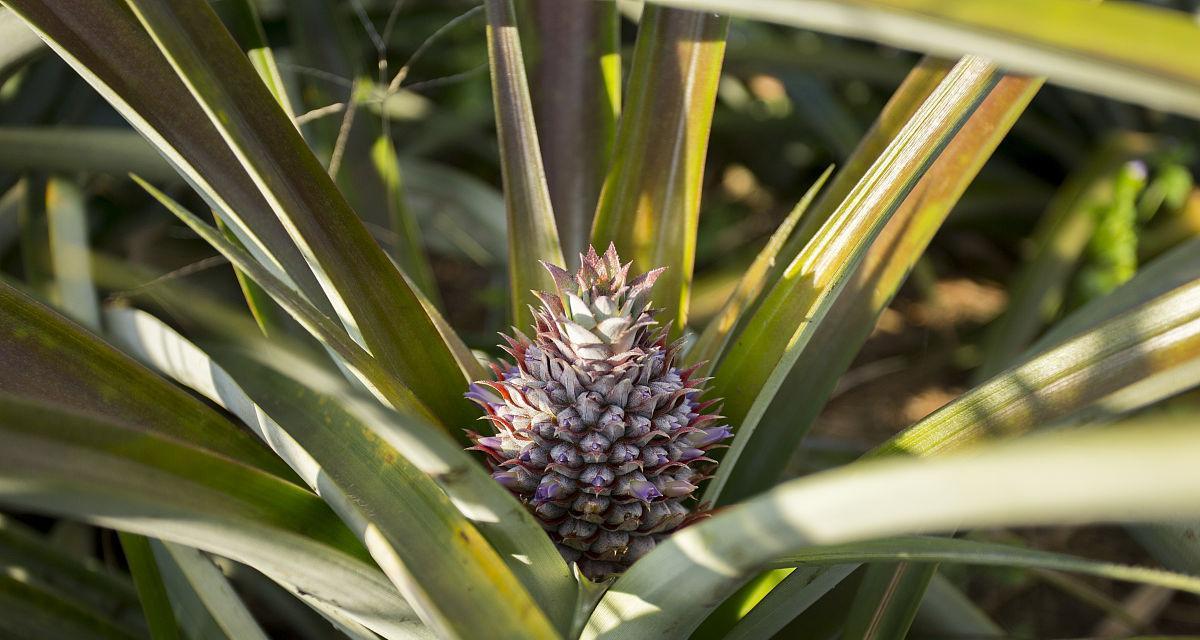 波萝几年结果实？种植波萝需要多长时间才能收获？