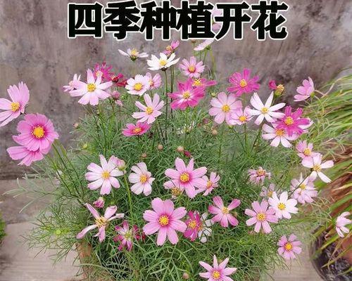 波斯菊的种植方法是什么？最佳栽种时间是什么时候？