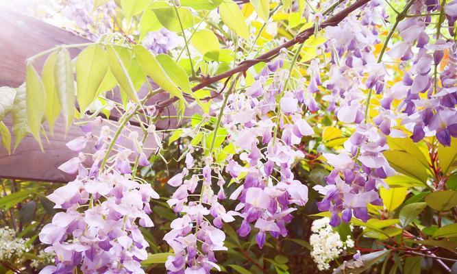 紫藤花的花语是什么？它的香味有何特点？