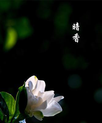 栀子花的花语是什么？栀子花象征着什么意思？