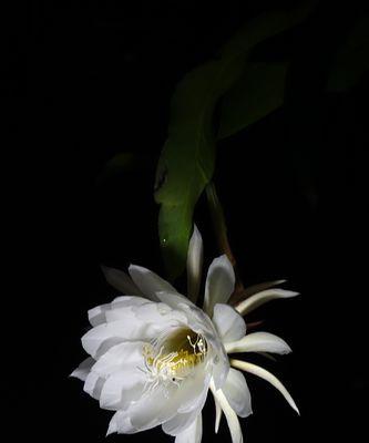 昙花开花象征什么？昙花的花语和寓意有哪些？