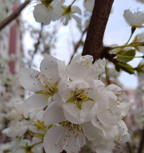 白梅花的花语是什么？了解白梅花的象征意义和文化背景？