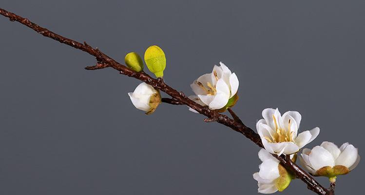 白梅花的花语是什么？了解白梅花的象征意义和文化背景？