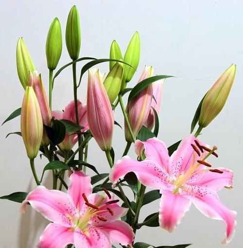 百合花花语是什么？不同颜色的百合花代表什么含义？