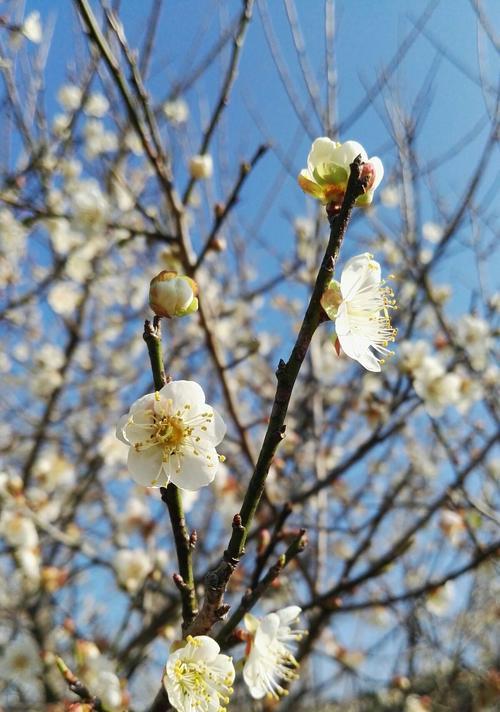 冬天的梅花象征着什么？梅花的花语和文化意义是什么？