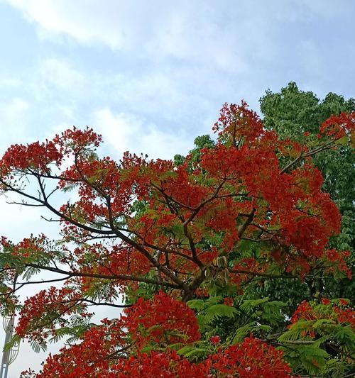 凤凰花象征着什么？它的意义和特点有哪些？