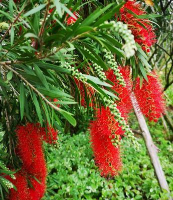 花千层花代表什么意思？花语和象征意义是什么？