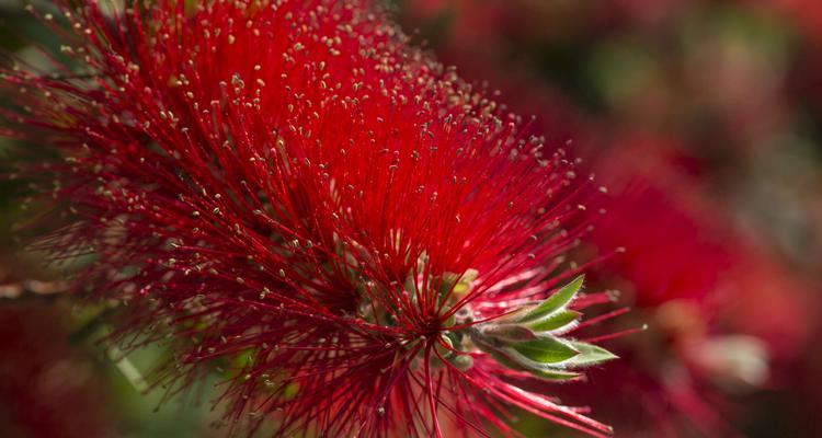 花千层花代表什么意思？花语和象征意义是什么？