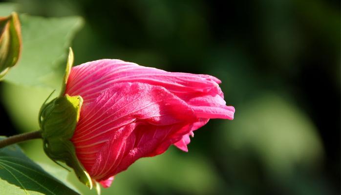 木芙蓉的花语有哪些含义？