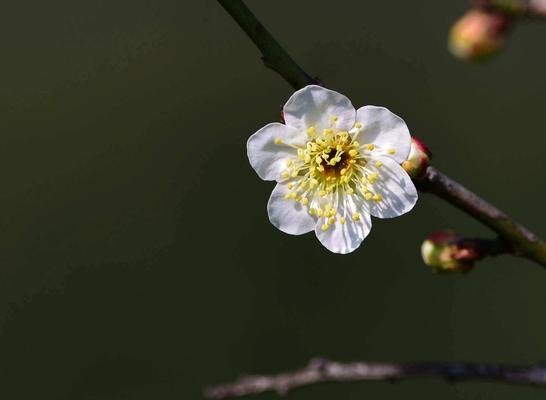 白梅花语是什么？了解白梅花的象征意义和文化内涵？