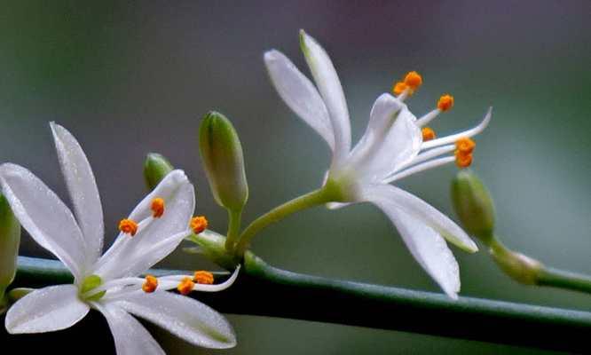 吊兰花语代表什么含义？如何正确理解吊兰的花语？