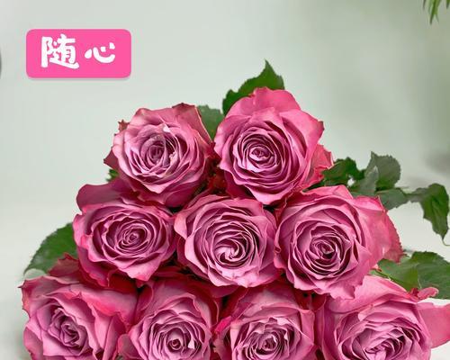 多头玫瑰九星蓝狐花语是什么？如何养护才能花开不断？