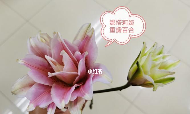 复瓣百合的花语有哪些含义？