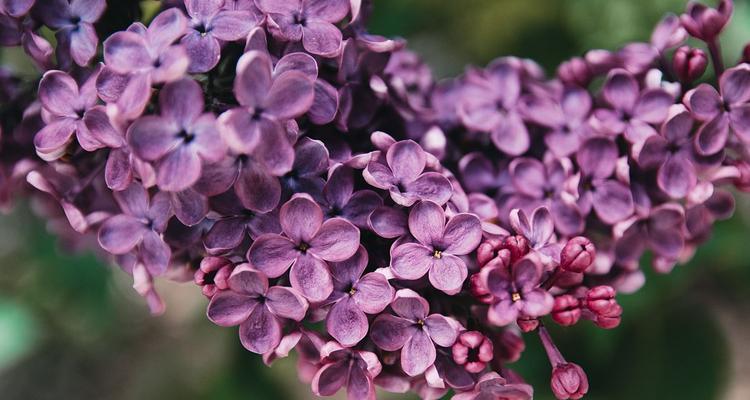 丁香花的花语是什么？如何用丁香花表达情感？