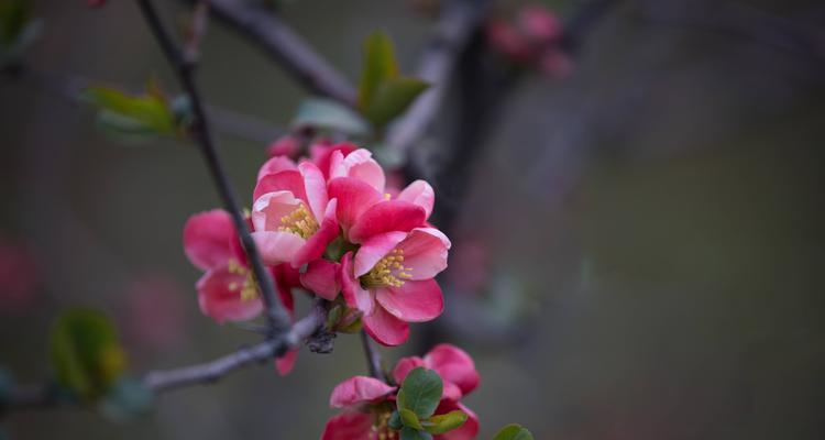 海棠花的花语是什么？如何用海棠花表达爱意？