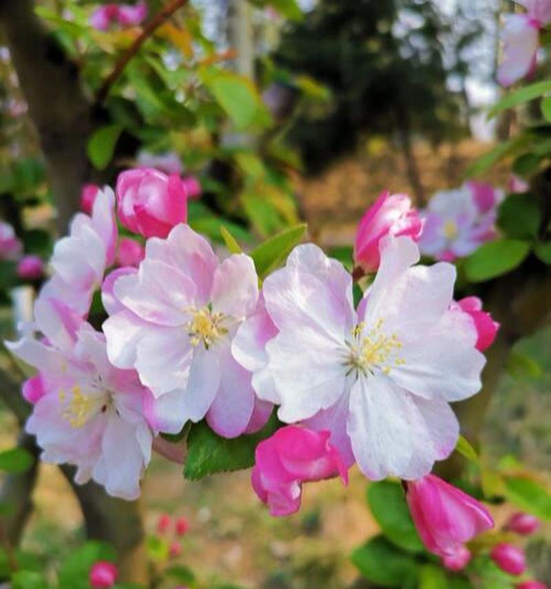 海棠花的花语是什么？如何用海棠花表达爱意？