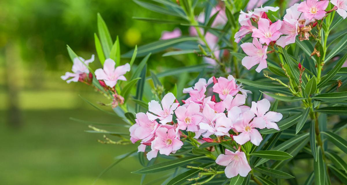 夹竹桃花语传说是什么？夹竹桃的花语有哪些含义？