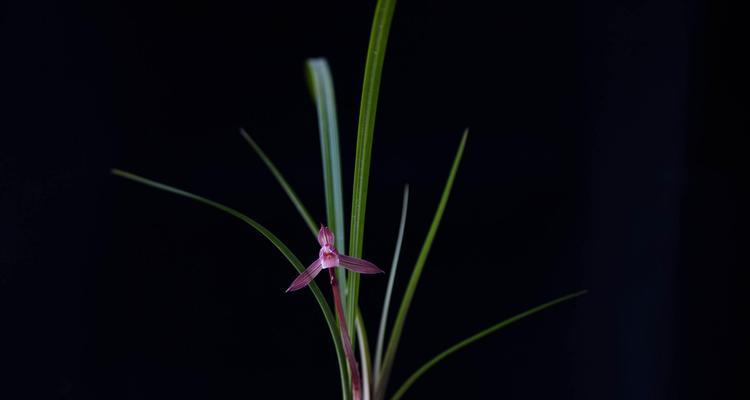 兰花花语是什么？兰花的种类有哪些？