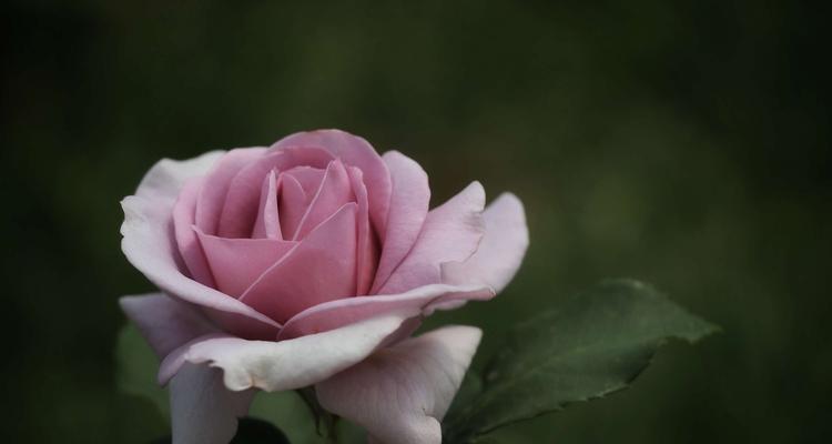 流星雨月季花花语是什么？如何正确解读？