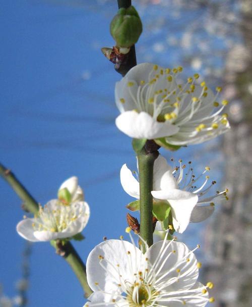 梅花的花语是什么？梅花象征着什么含义？