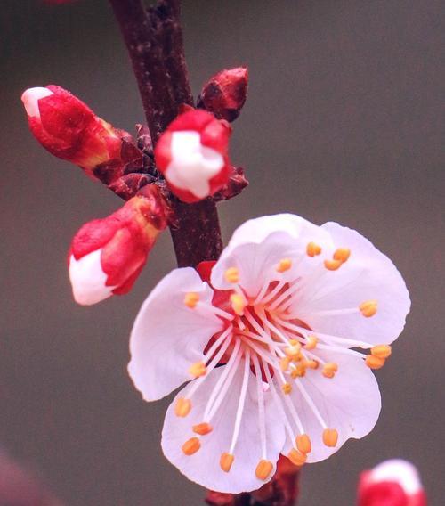 梅花的网名花语是什么？如何选择寓意美好的梅花网名？