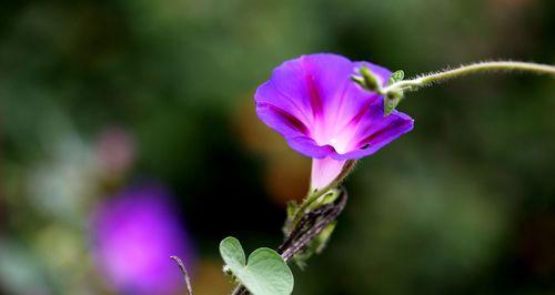 牵牛花象征什么？它的花语和文化含义是什么？