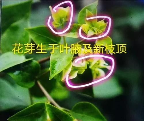 三角梅摘心是什么意思？如何正确进行三角梅摘心操作？