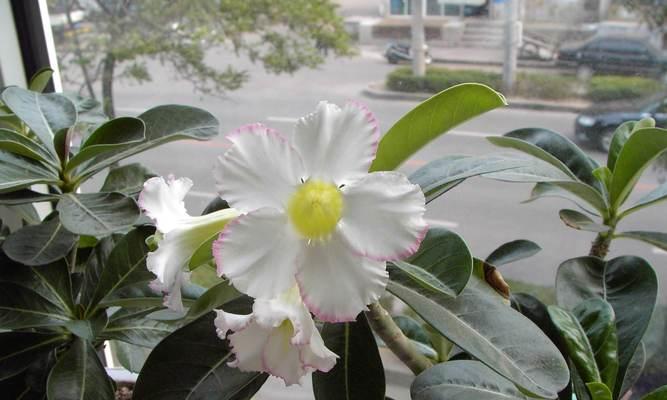 沙漠玫瑰花的花语是什么？如何养护沙漠玫瑰花？