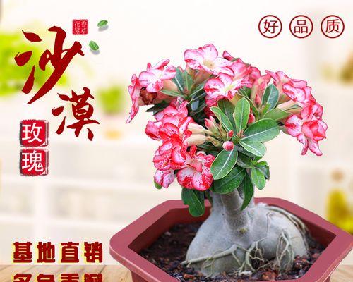 沙漠玫瑰花语是什么？如何养护沙漠玫瑰？