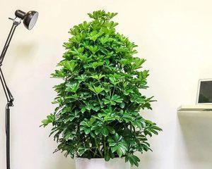 室内植物花象征生财？如何选择寓意吉祥的植物？