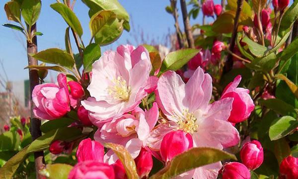 四季海棠花的花语是什么？如何养护才能花开不断？