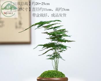 文竹微盆景的制作意义是什么？如何打造独特的文竹微盆景？