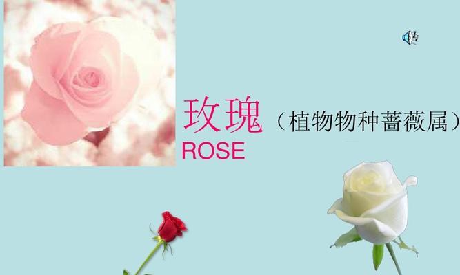 21朵玫瑰代表什么意思？花语背后的爱情寓意是什么？