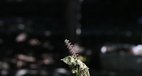 薄荷的花语是什么？薄荷花语背后的故事有哪些？