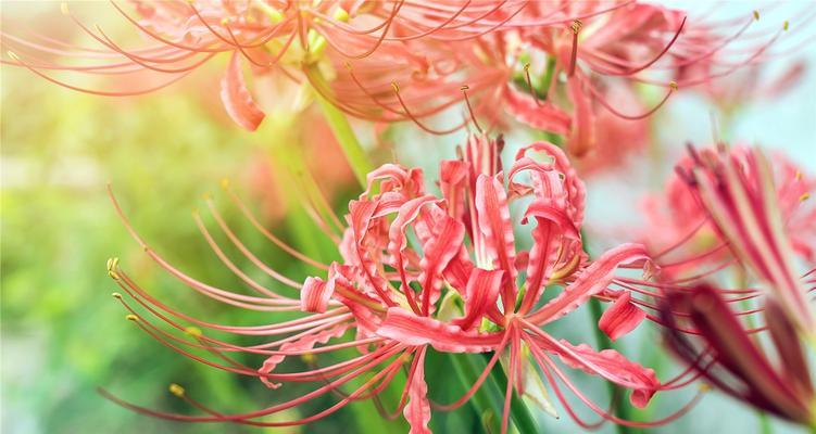 彼岸花的花语是什么？如何正确解读彼岸花的含义？